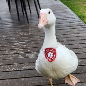 Francis The Goose