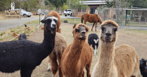 Alpacas