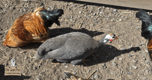 Guinea Fowl