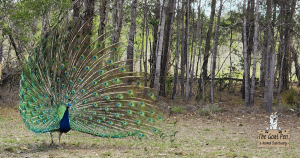 Peafowl